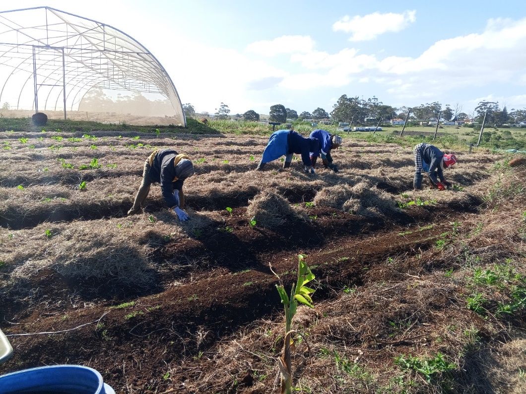 Community members working in the fields near the growing tunnel