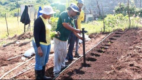 Planting seedlings in marked rows