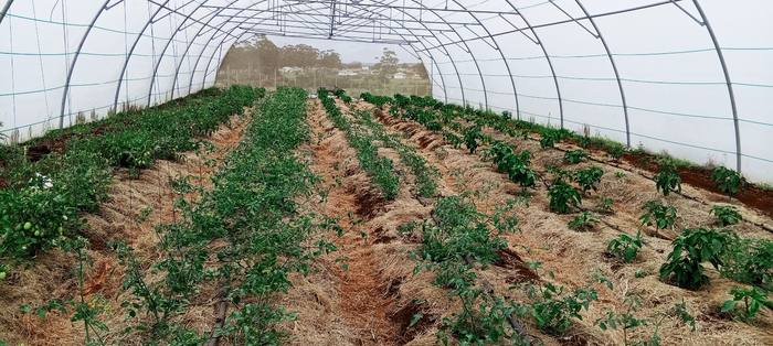 Inside the Isithembiso growing tunnel