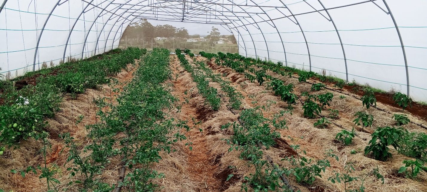Inside the Isithembiso growing tunnel, rows of crops thriving